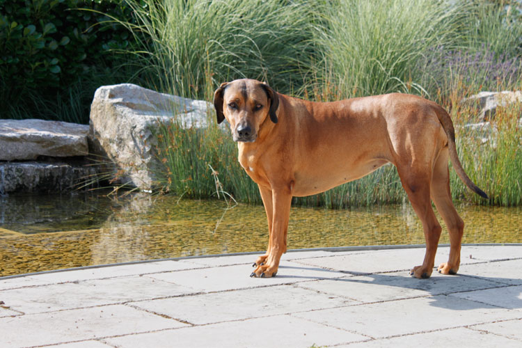 hund-fliesen
